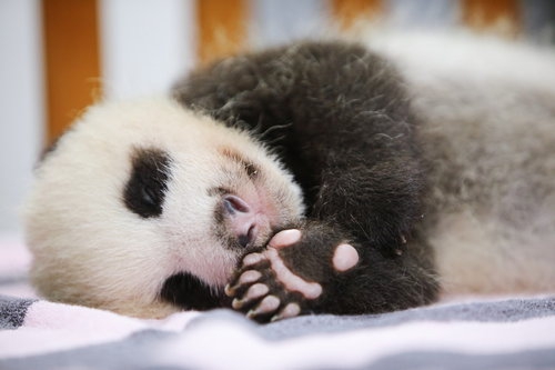 I am a Two-month-old female giant panda who named Hua Sheng or Peanut in English. - Image 3
