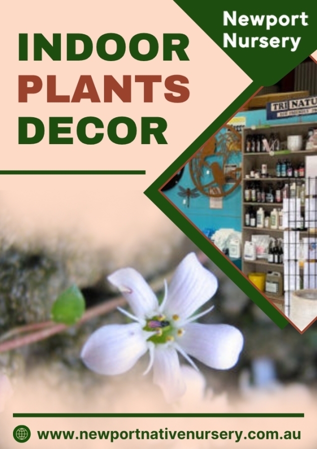 Indoor Plants Decor - Newport Native Nursery