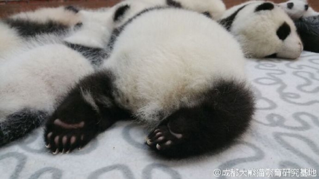 Look at these cute panda buttocks