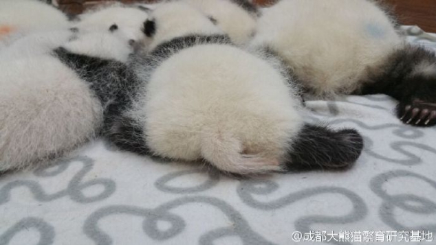 Look at these cute panda buttocks - Image 2