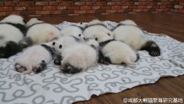 Look at these cute panda buttocks - Image 3