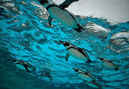 Penguin. <3