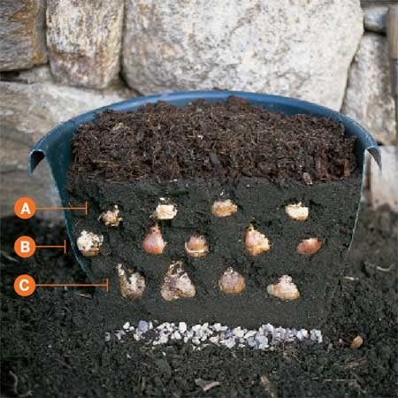 "Sandwich" Bulbs for Six Weeks of Blooms