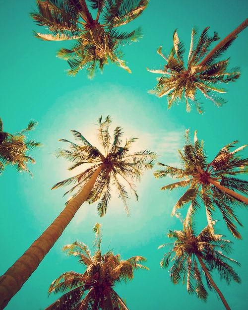 Palm Trees