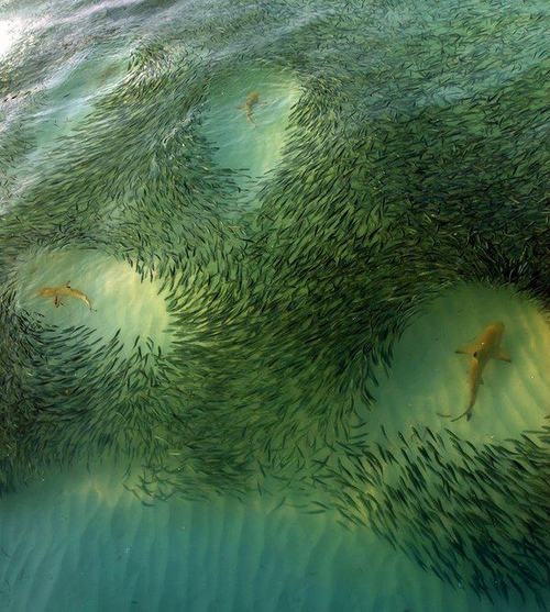 Sharks surrounded by a large school of fish