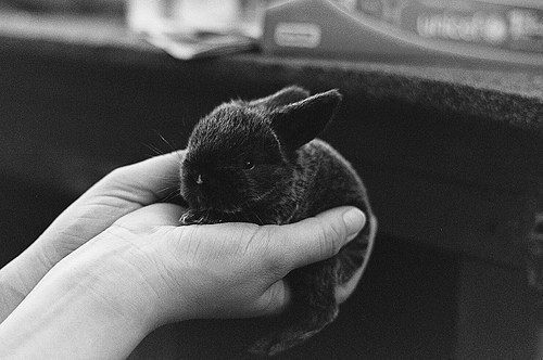 Little Bunny