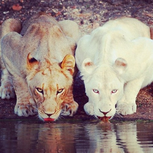 Lioness'