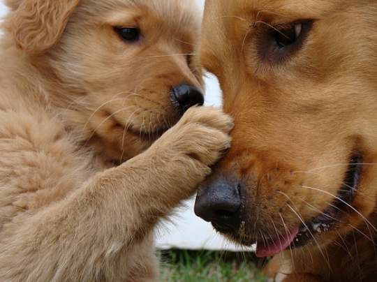 Golden retriever puppy and mom - FaveThing.com