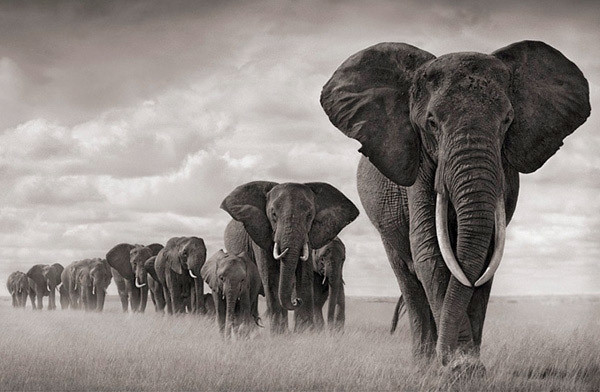 Herd of African elephants traveling [B&W photo]