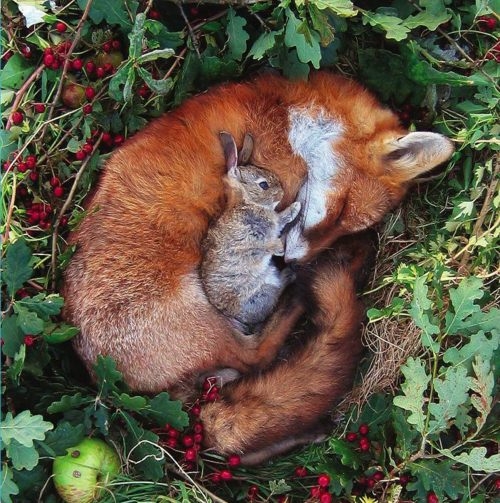 Rabbit resting on sleeping fox