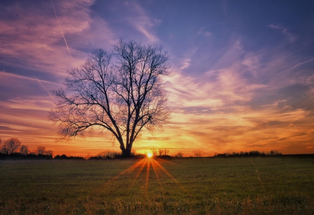 Tree at Sunset by Lonnie Hicks