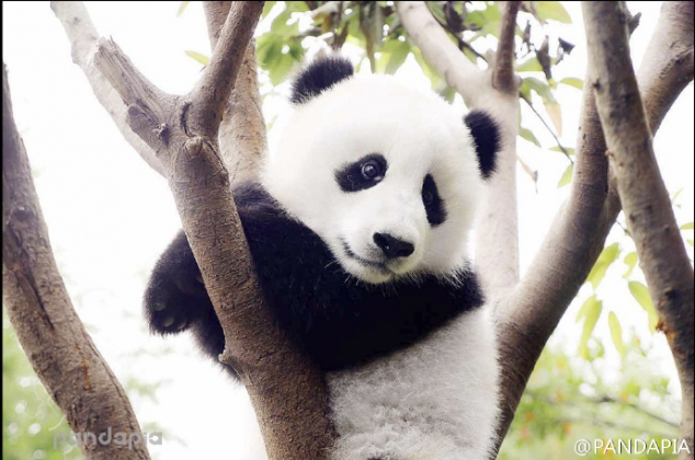Woderful pandas' filtered photos
