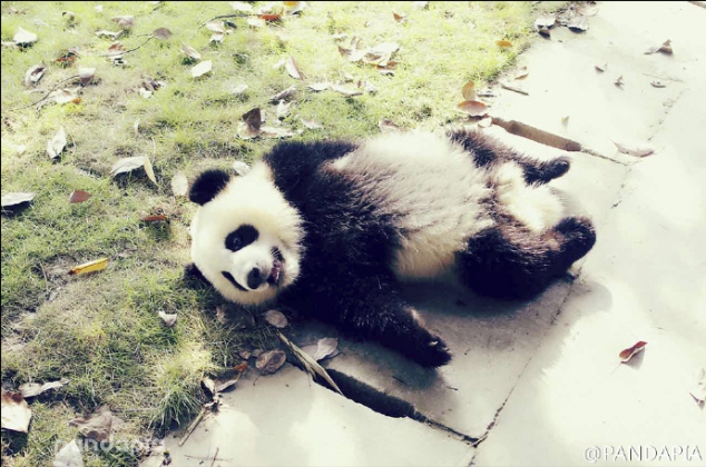 Woderful pandas' filtered photos - Image 2