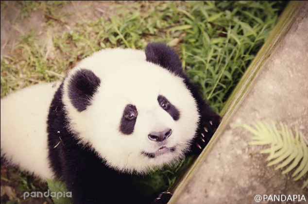 Woderful pandas' filtered photos - Image 3