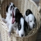A Basket Full of Puppies