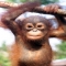 baby orangutan - Beautiful Animals
