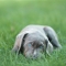 Cute photo of a silver lab puppy - Adorable Dog Pics