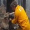 Firefighter gives water to a koala during bushfires in Australia