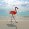 Flamingo - Beautiful Animals