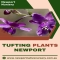 Newport Native Nursery - Native Nursery