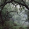 Oak Tree Forest after Storm by Douglas Steakley - Art for home and cottage
