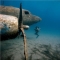 Scuba Diving with Airplanes Wrecks - I will do this