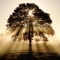 Sunlight Tree - Fantastic Photography 