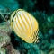 Butterfly Fish - Animals-Fish