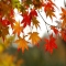 Fall Leaves - Pictures