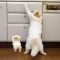 Like cat like kitten - Cute and funny cats