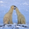 Churchill Manitoba - Places I'd like to Visit