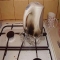 Fail: Electric Kettle Melted On Gas Stove Top - I almost peed laughing
