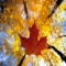 Fall leaves - Pictures