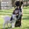 Dog willing to stick up for a goat against bullies. - Adorable Dog Pics