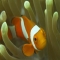 Nemo - Animals-Fish