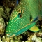 Parrot Fish - Animals-Fish