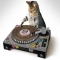 Cat Turntable - Pets