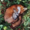 Rabbit resting on sleeping fox - Beautiful Animals