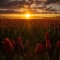 Tulip Sunrise by Candace Bartlett