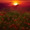 Warm Sunset - Art for home and cottage