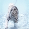 White Tiger - Beautiful Animals