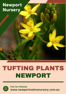 Newport Native Nursery - Native Nursery