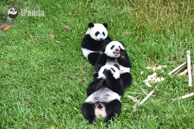 Do you want to hug a bunch of pandas? - Image 2