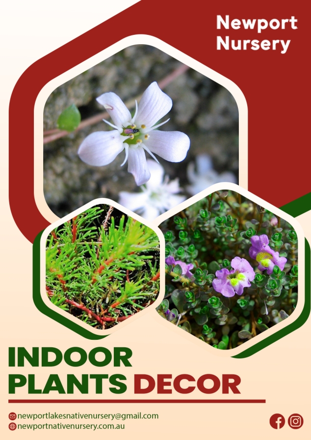 Elevate Your Home: Best Indoor Plant Decor Ideas