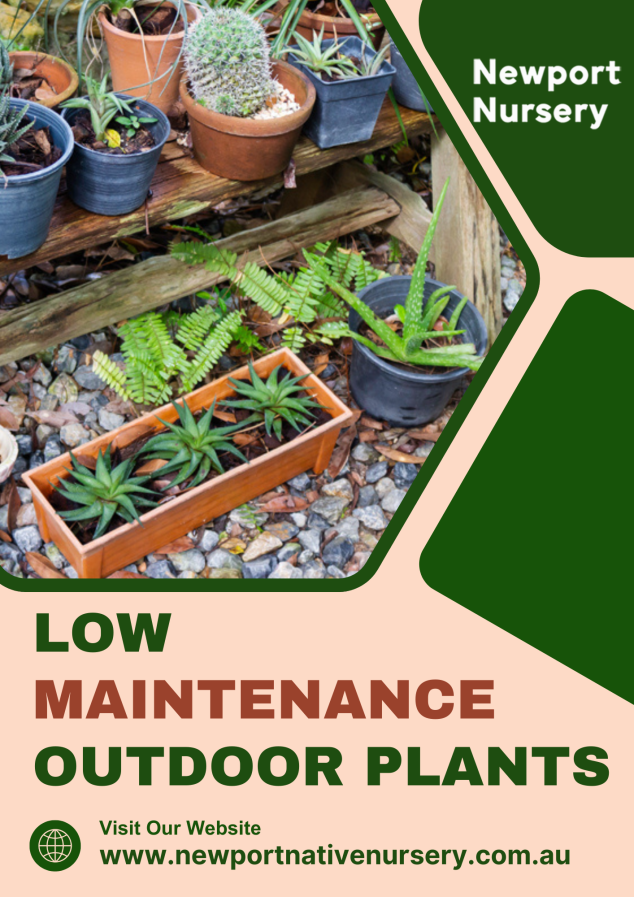 Low Maintenance Outdoor Plants - Newport Native Nursery