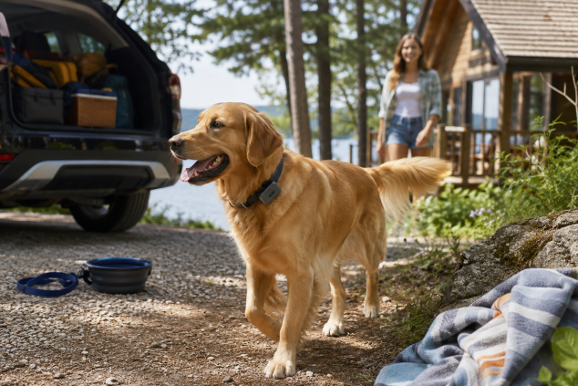 The Pet Tech Trend Making Summer Travel Less Stressful: GPS Smart Collars