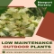 Newport Native Nursery - Native Nursery