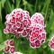 The best flowers - Unassigned